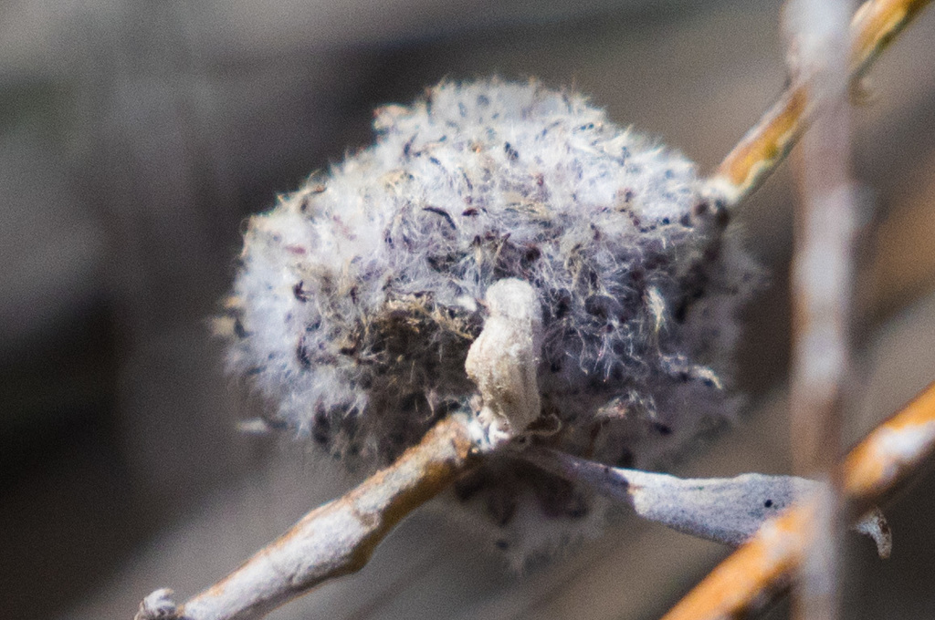 Woolly Bud Gall Midge