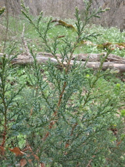 Juniperus foetidissima