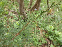 Juniperus foetidissima