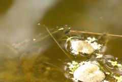 Fundulus dispar