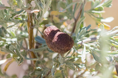 Rhopalomyia calvipomum