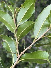 Uvaria caffra