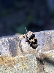 Ischyrus quadripunctatus