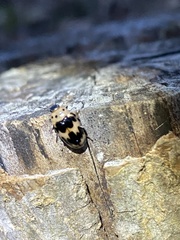 Ischyrus quadripunctatus