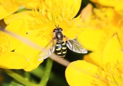 Metasyrphus