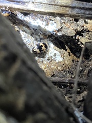 Ischyrus quadripunctatus