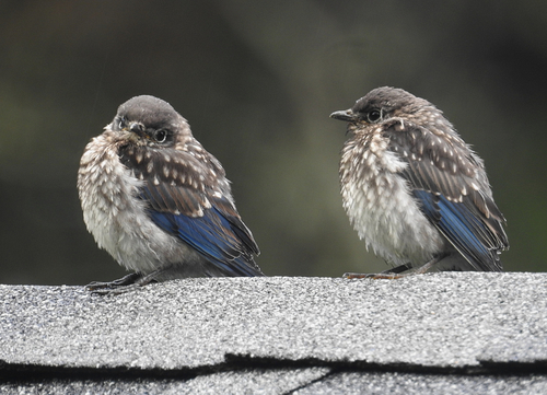Eastern Bluebird, photo 6 of 9