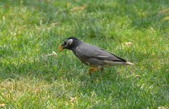 Spodiopsar cineraceus