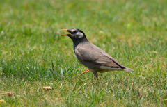 Spodiopsar cineraceus