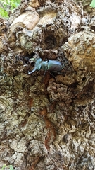 Lucanus cervus