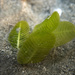 卵葉鹽藻 - Photo 由 Thanyarat Sukruan 所上傳的 (c) Thanyarat Sukruan，保留部份權利CC BY-NC