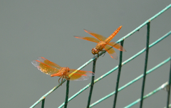 Brachythemis contaminata