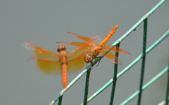 Brachythemis contaminata