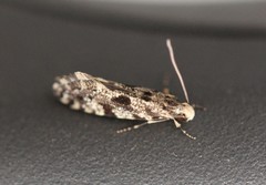 Nemapogon granella