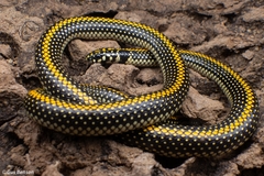 Spotted Harlequin Snake photo 5