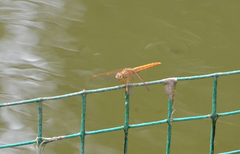 Brachythemis contaminata