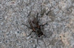 Leucophora