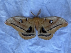 Antheraea polyphemus olivacea