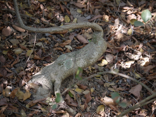 Adenia hondala