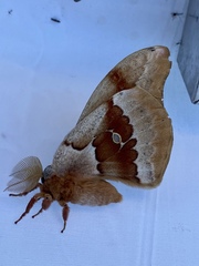 Antheraea polyphemus olivacea