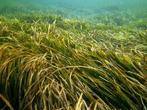 Posidonia