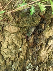 Lucanus cervus