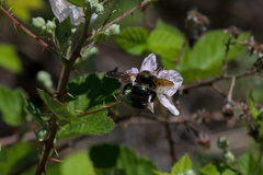 Xylocopa californica californica