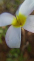 Oxalis argyrophylla