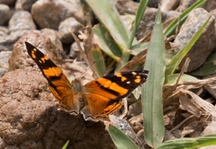 Hypanartia lethe