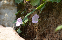 Calystegia hederacea