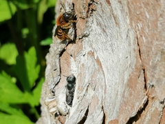 Osmia aurulenta