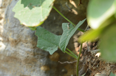 Calystegia hederacea