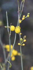 Acacia restiacea