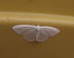 Protitame virginalis