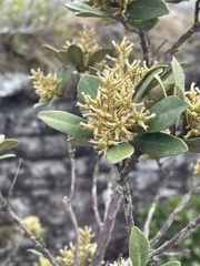 Brachylaena glabra