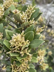 Brachylaena glabra