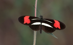 Heliconius besckei