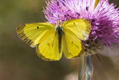 Colias harfordii