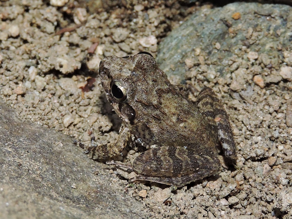 Gundia Leaping Frog