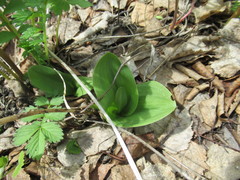 Dactylorhiza incarnata