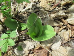 Dactylorhiza incarnata