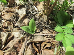 Dactylorhiza incarnata