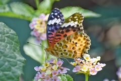 Argynnis hyperbius
