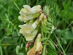 Vicia abbreviata