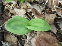 Dactylorhiza incarnata