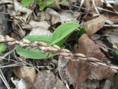 Dactylorhiza incarnata