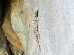 Mediodactylus heterocercus