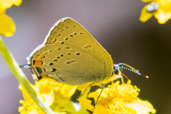 Satyrium californica