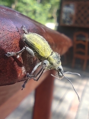Naupactus femoratus