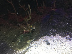 Centropyge multispinis